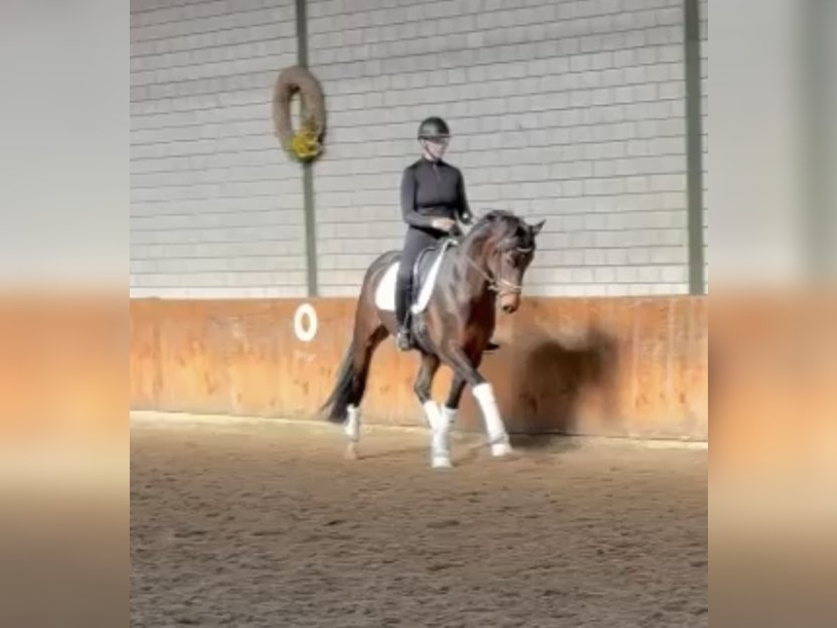 Hanovrien Jument 5 Ans Bai in Würselen
