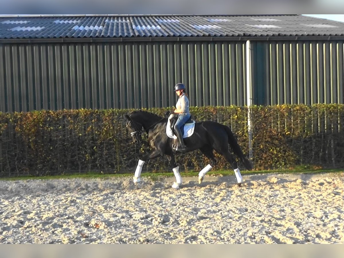 Hanovrien Jument 5 Ans Noir in M&#xF6;nchengladbach