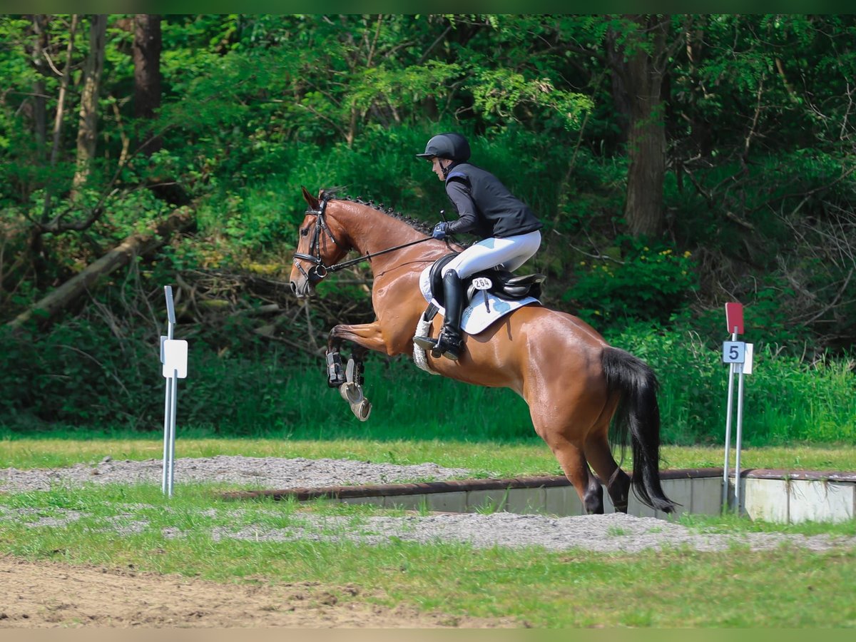 Hanovrien Jument 6 Ans 162 cm Bai in M&#xFC;nster