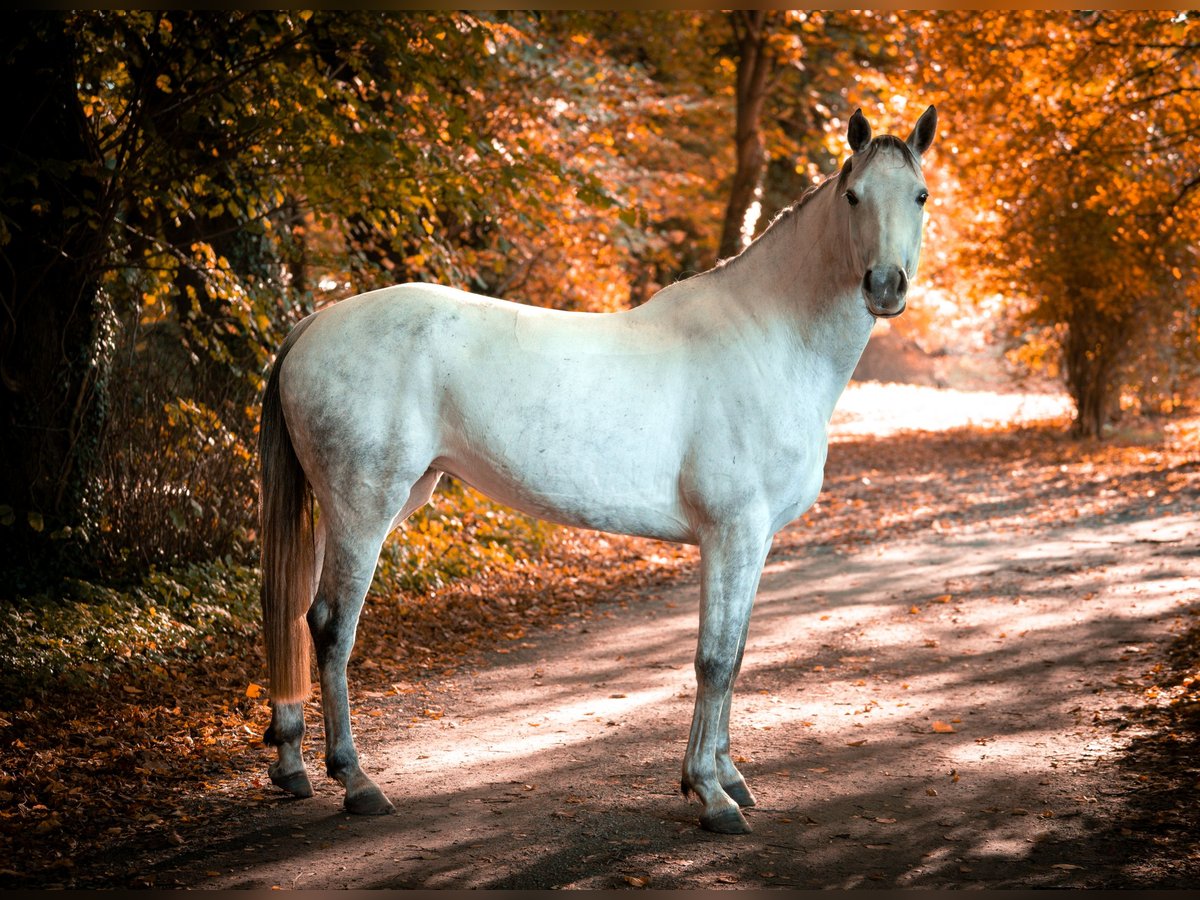 Hanovrien Jument 6 Ans 163 cm Gris pommelé in Lamstedt