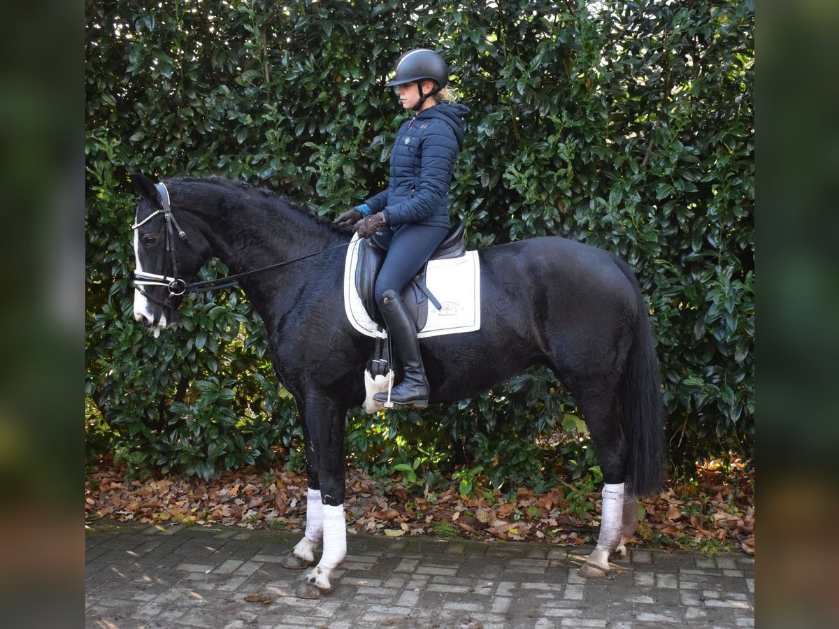 Hanovrien Jument 6 Ans 163 cm Noir in Fredenbeck