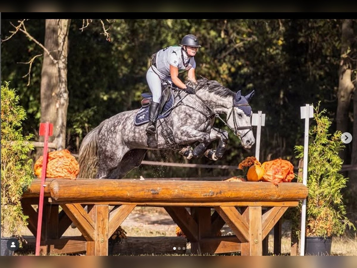 Hanovrien Jument 6 Ans 164 cm Gris in Egestorf