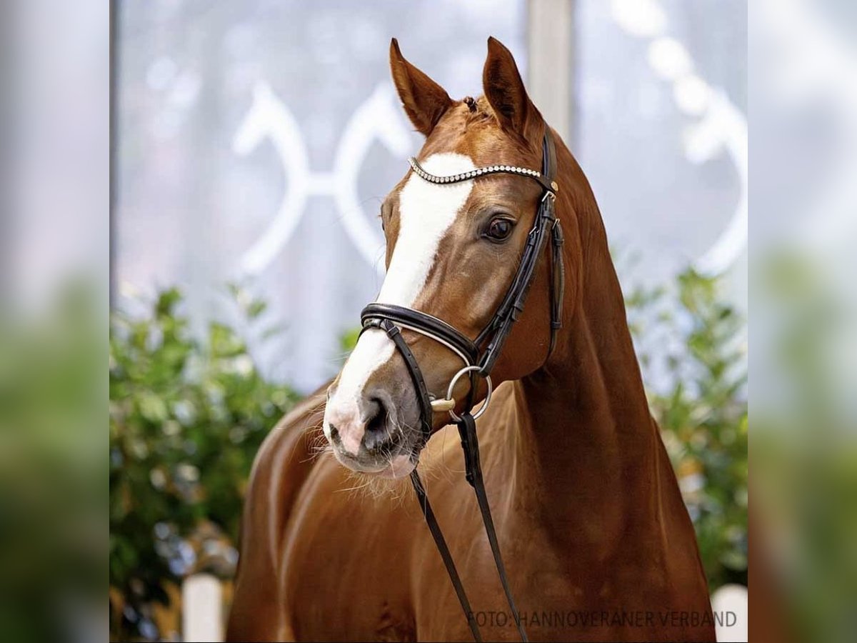 Hanovrien Jument 6 Ans 165 cm Alezan in Chantilly