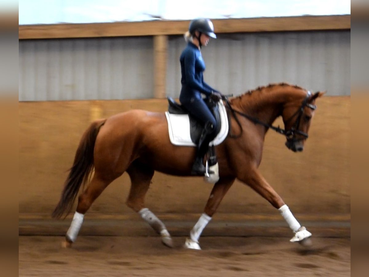 Hanovrien Jument 6 Ans 167 cm Alezan in Fredenbeck