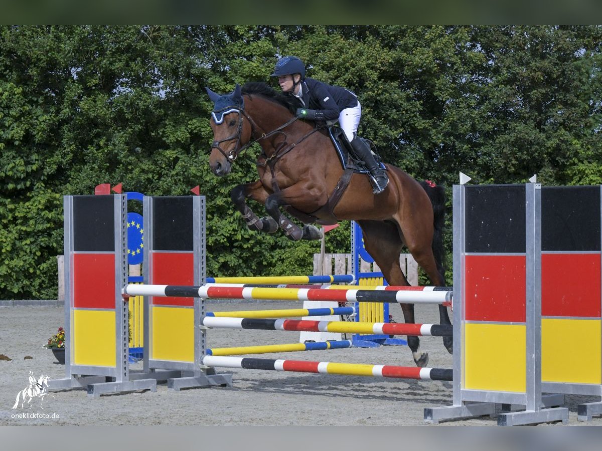 Hanovrien Jument 6 Ans 167 cm Bai in Loiching