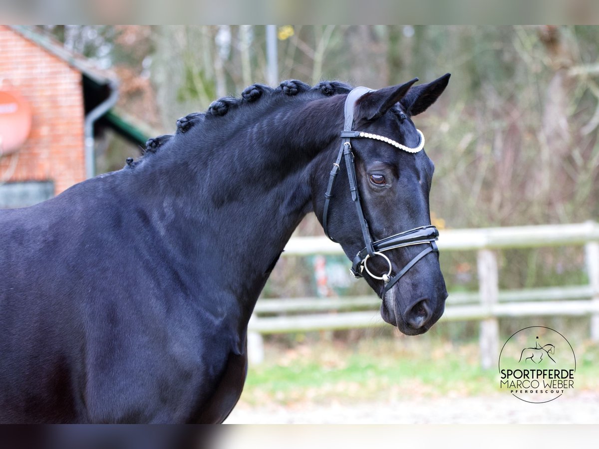 Hanovrien Jument 6 Ans 167 cm Noir in Hoya