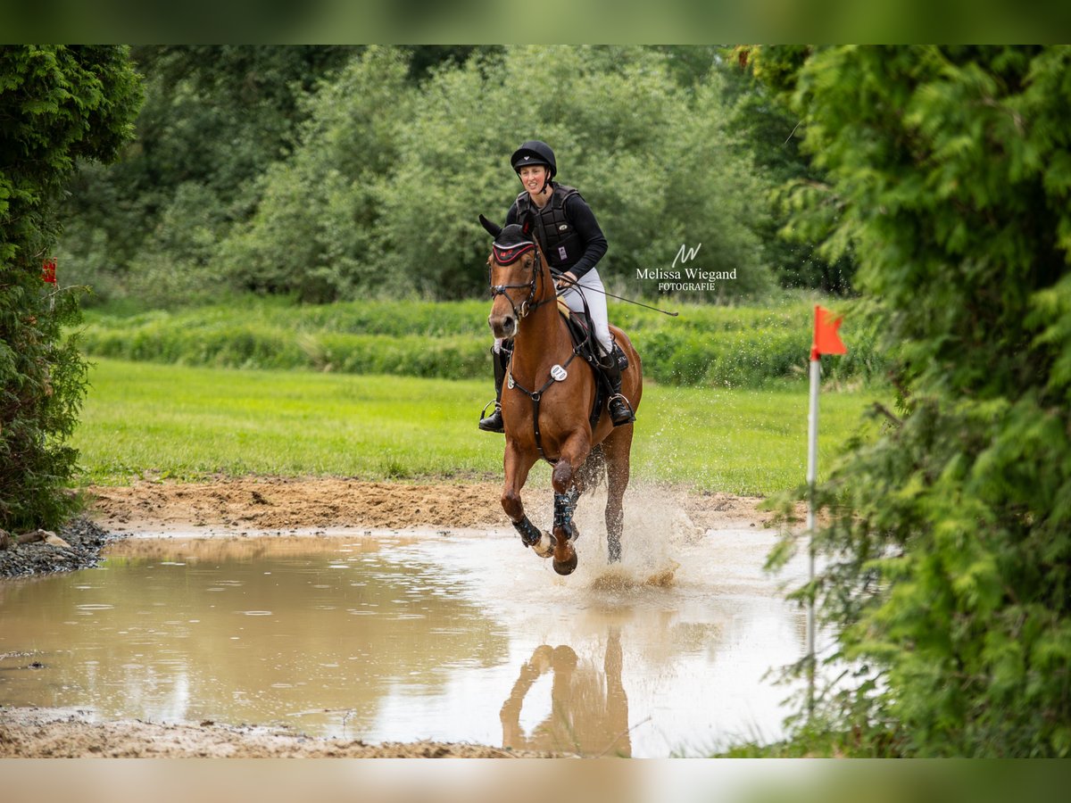 Hanovrien Jument 6 Ans 168 cm Alezan in Gorleben Meetschow