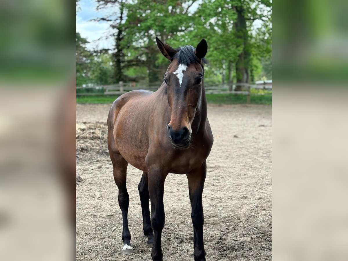 Hanovrien Jument 6 Ans 168 cm Bai brun in Zernien