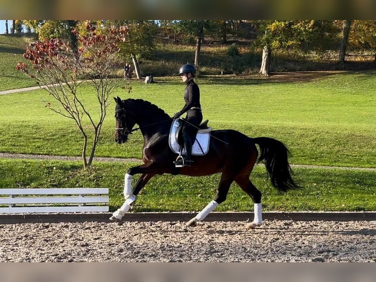 Hanovrien Jument 6 Ans 168 cm Bai in N&#xF6;rten-Hardenberg