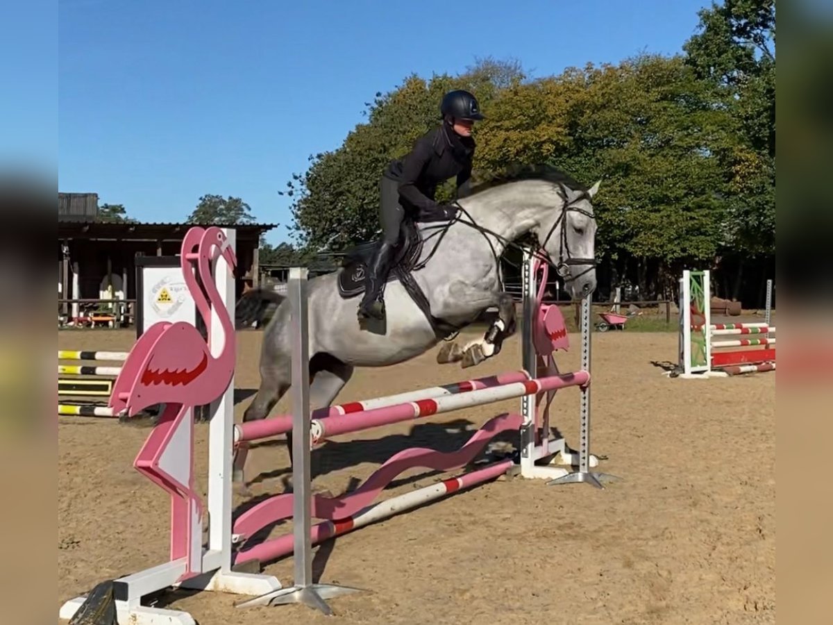 Hanovrien Jument 6 Ans 168 cm Gris in Schneverdingen