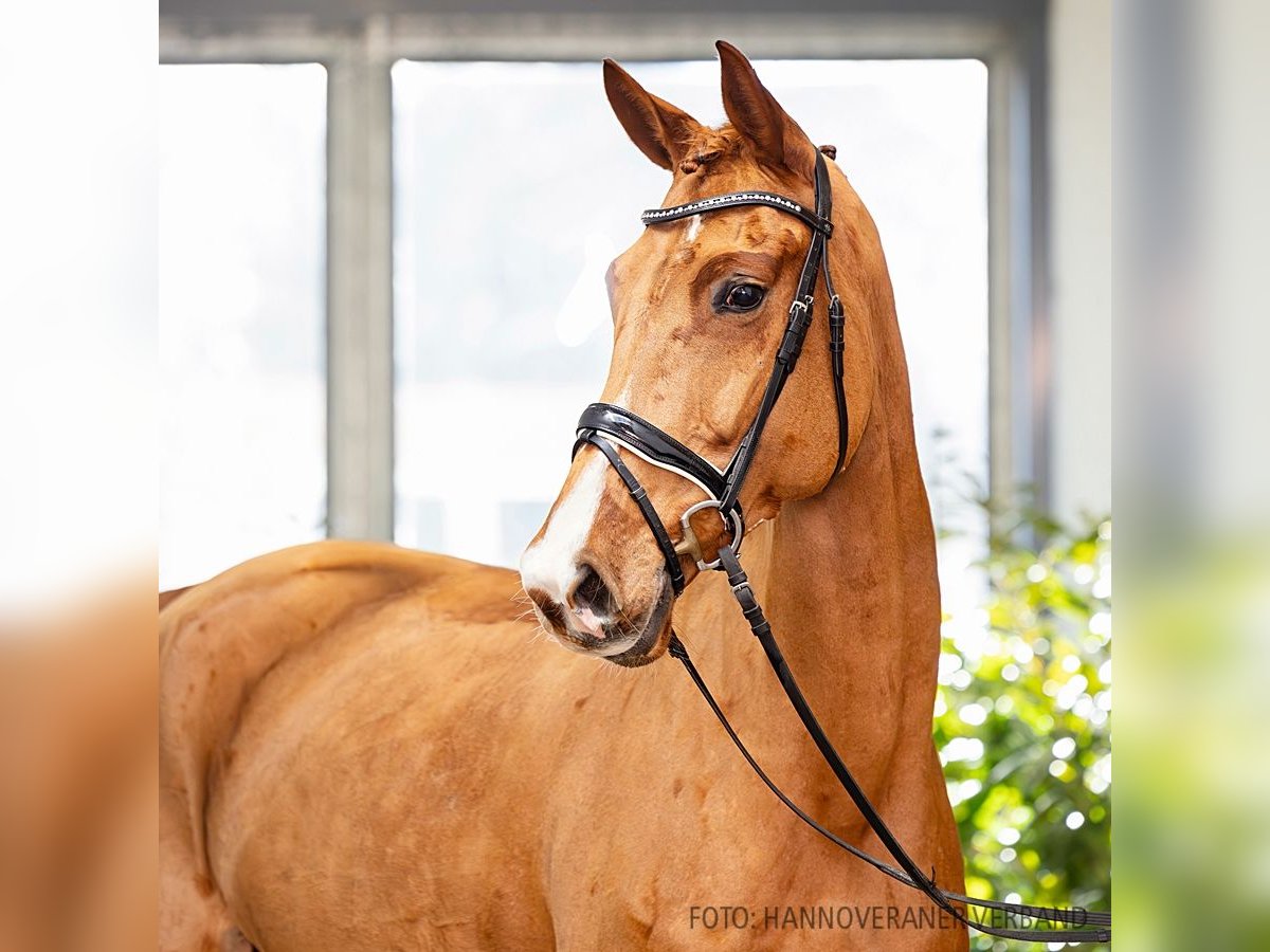 Hanovrien Jument 6 Ans 169 cm Alezan in Verden