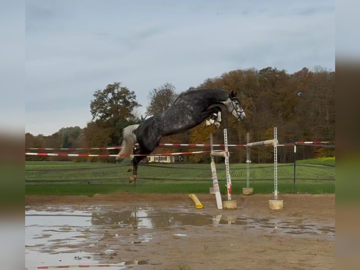 Hanovrien Jument 6 Ans 169 cm Gris noir in Ladbergen