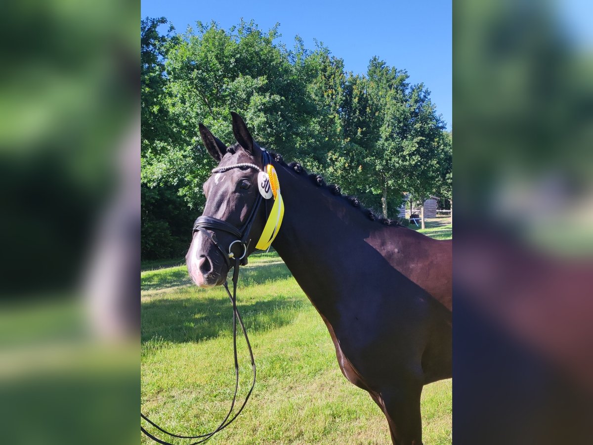 Hanovrien Jument 6 Ans 169 cm Noir in Rheine