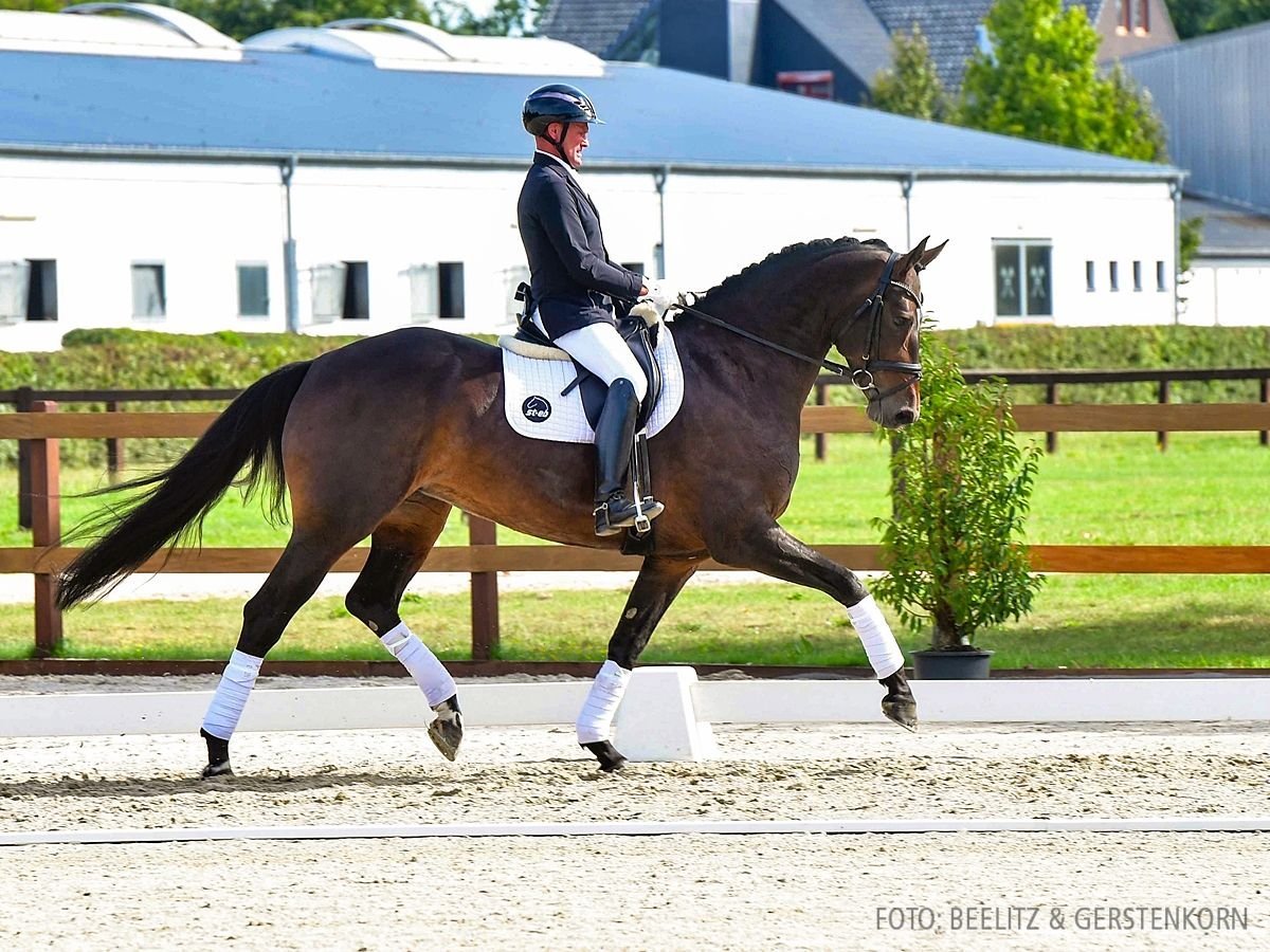 Hanovrien Jument 6 Ans 170 cm Bai brun in Verden