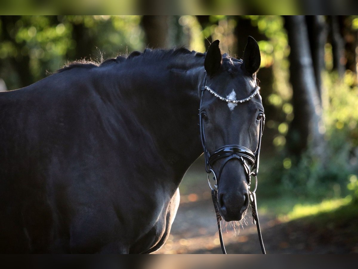 Hanovrien Jument 6 Ans 170 cm Noir in Wuppertal