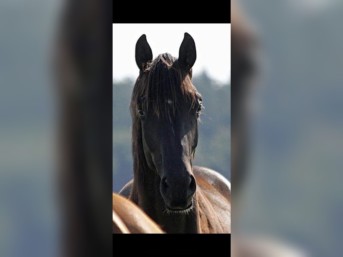 Hanovrien Jument 6 Ans 170 cm Noir in K&#xF6;nigstein im Taunus