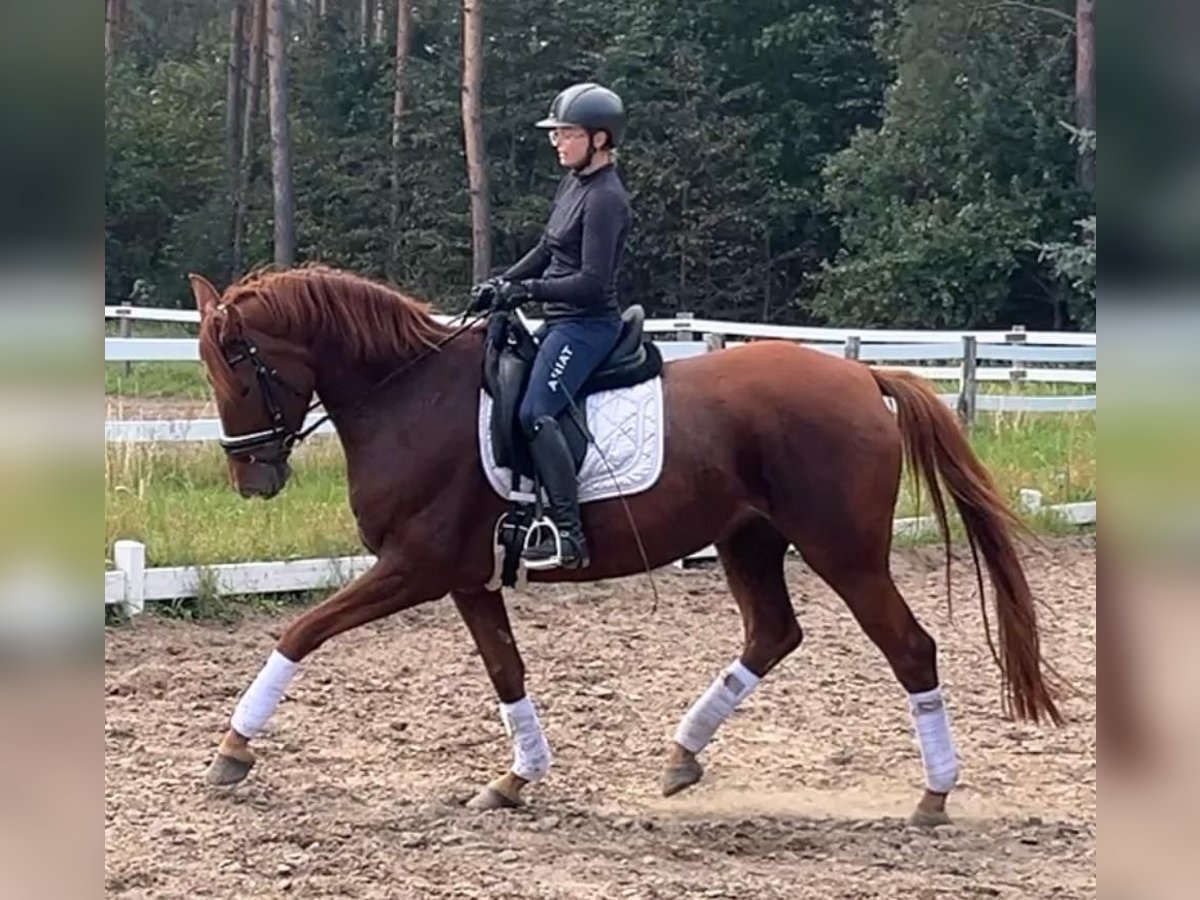 Hanovrien Jument 6 Ans 172 cm Alezan in Strausberg