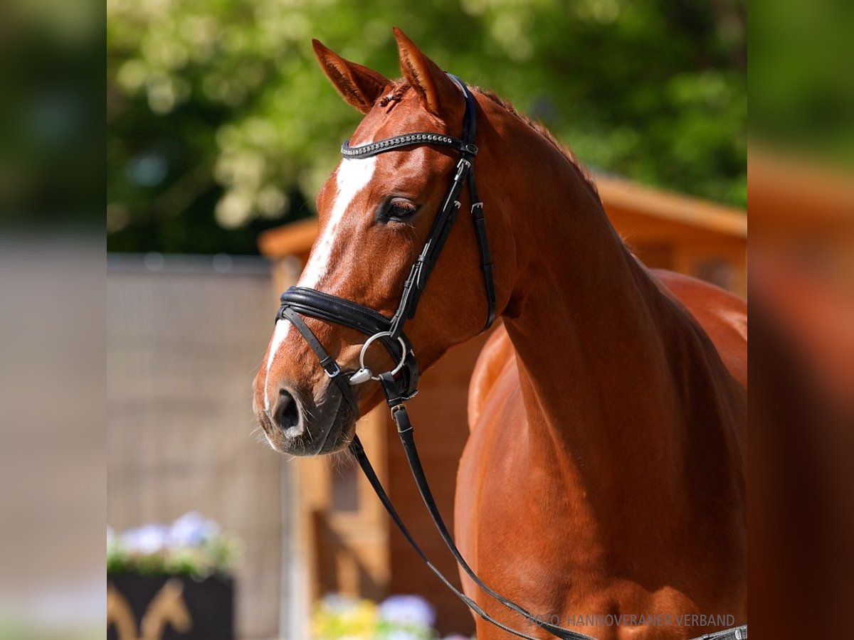 Hanovrien Jument 6 Ans 172 cm Bai brun foncé in Verden