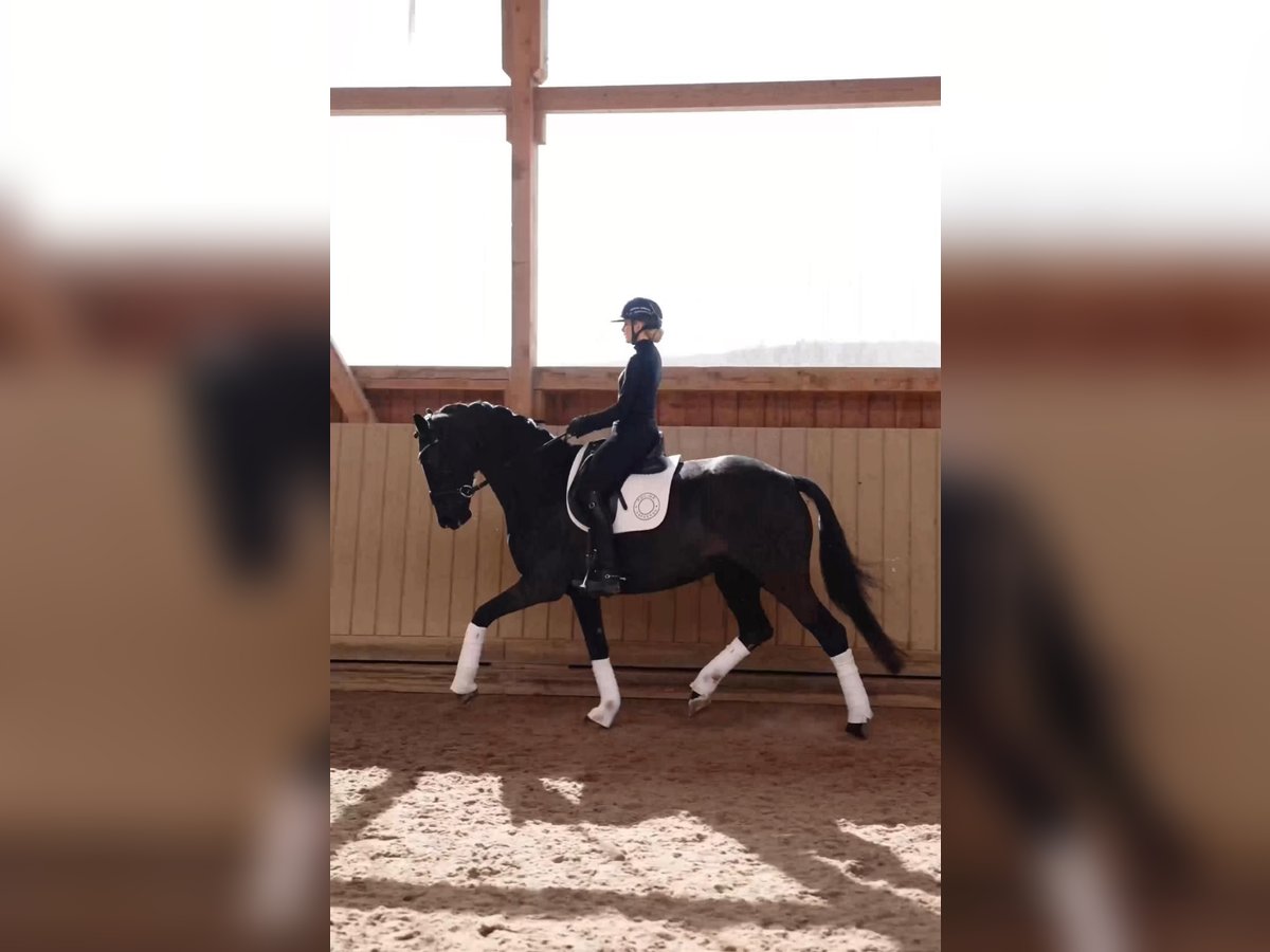 Hanovrien Jument 6 Ans 172 cm Noir in M&#xFC;nchen