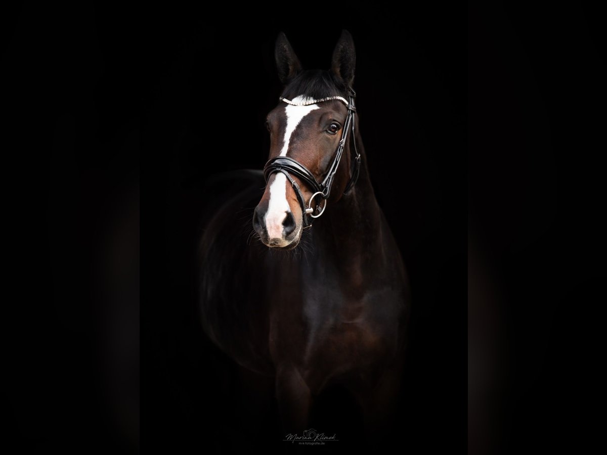 Hanovrien Jument 6 Ans 176 cm Bai brun in Moringen