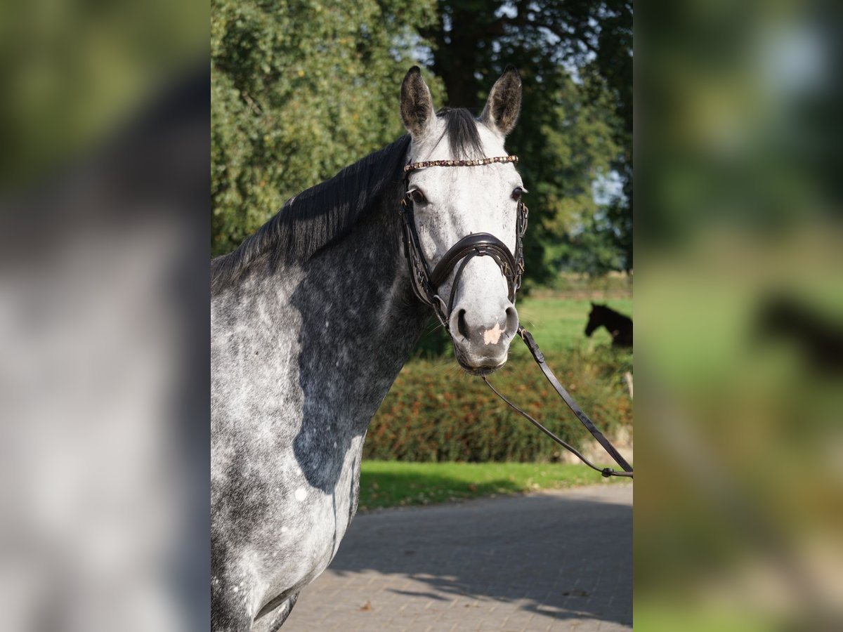 Hanovrien Jument 6 Ans Gris in Gro&#xDF;efehn Bagband