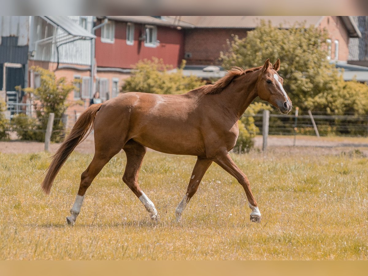 Hanovrien Jument 7 Ans 160 cm Alezan in Struvenh&#xFC;tten