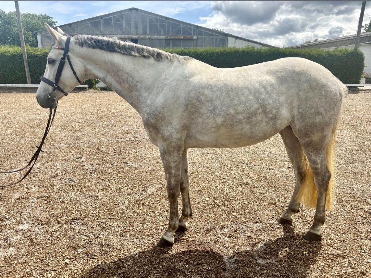 Hanovrien Jument 7 Ans 161 cm Gris in Euskirchen