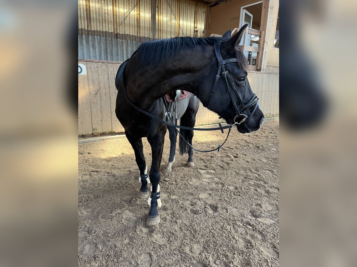 Hanovrien Jument 7 Ans 163 cm Noir in Elmshorn