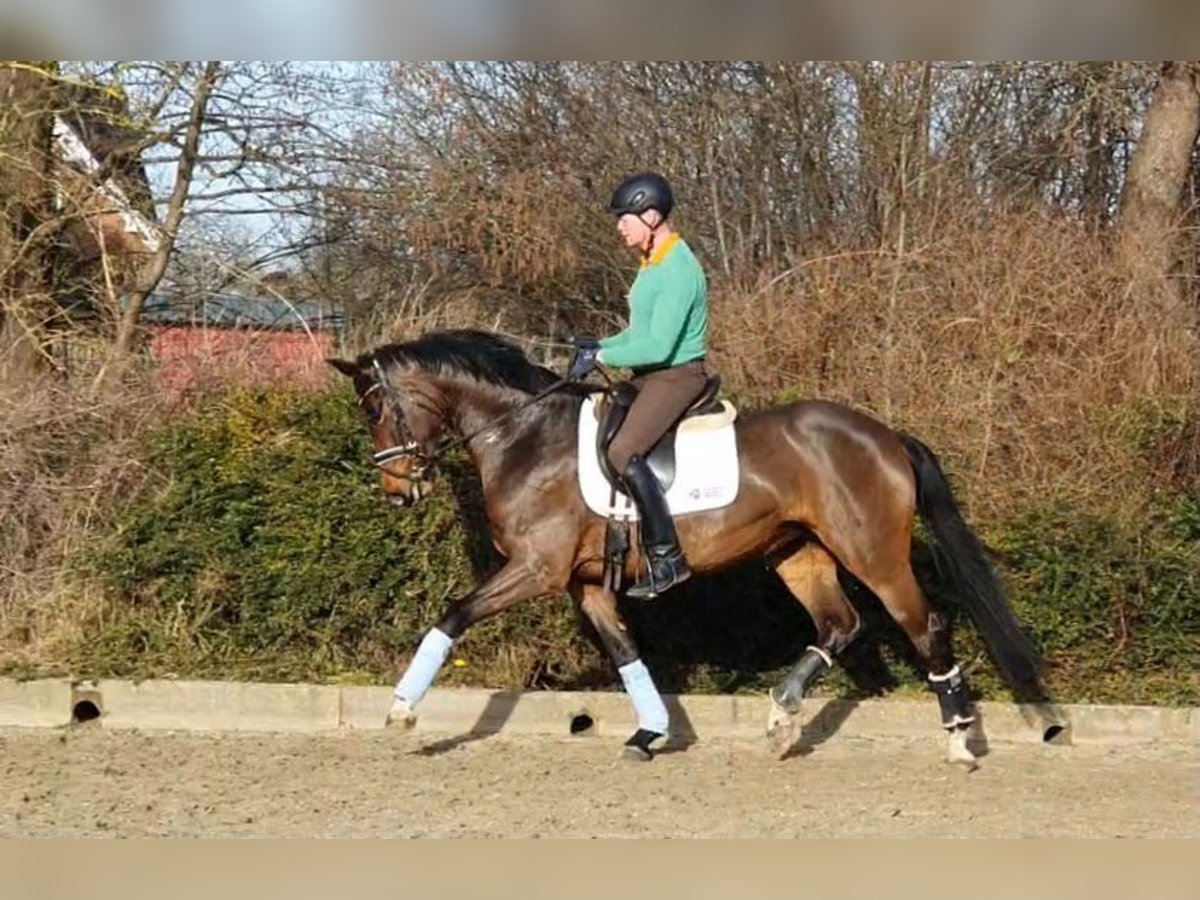 Hanovrien Jument 7 Ans 164 cm Bai in Hepstedt