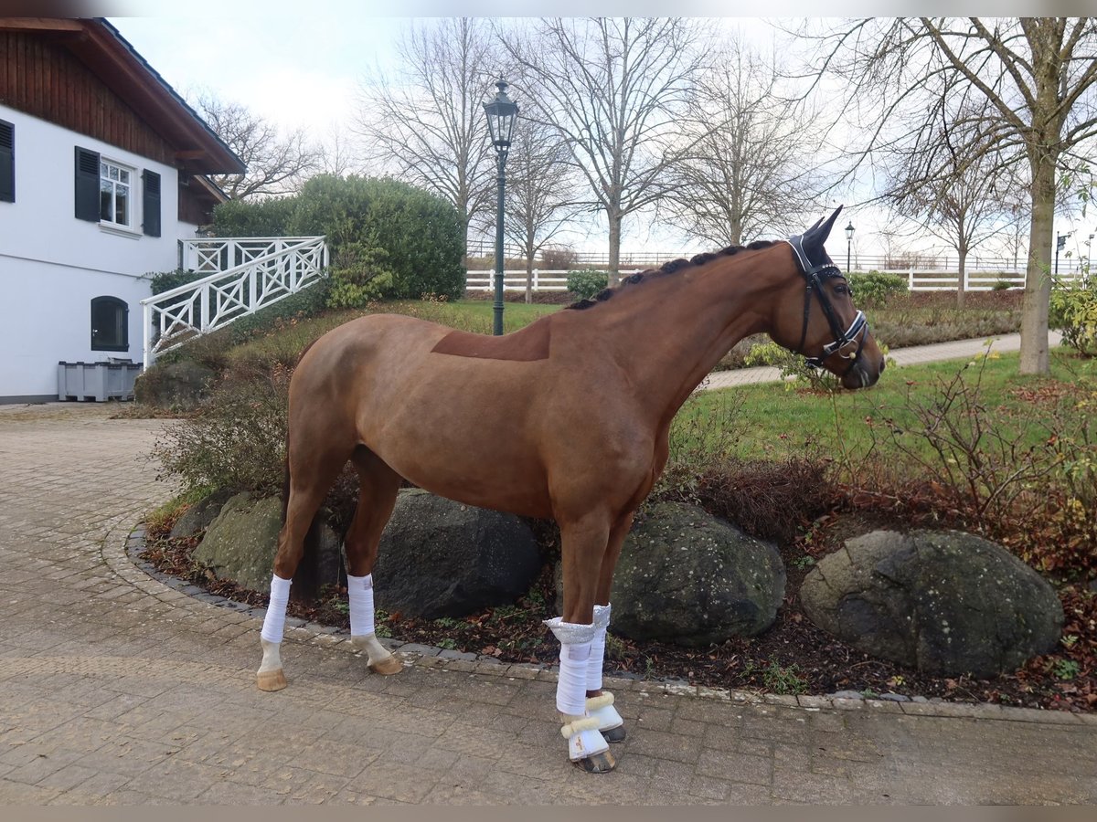 Hanovrien Jument 7 Ans 165 cm Alezan brûlé in Haiger
