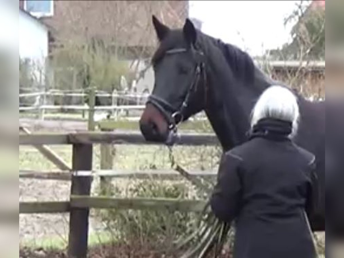 Hanovrien Jument 7 Ans 166 cm Bai brun foncé in Wittingen