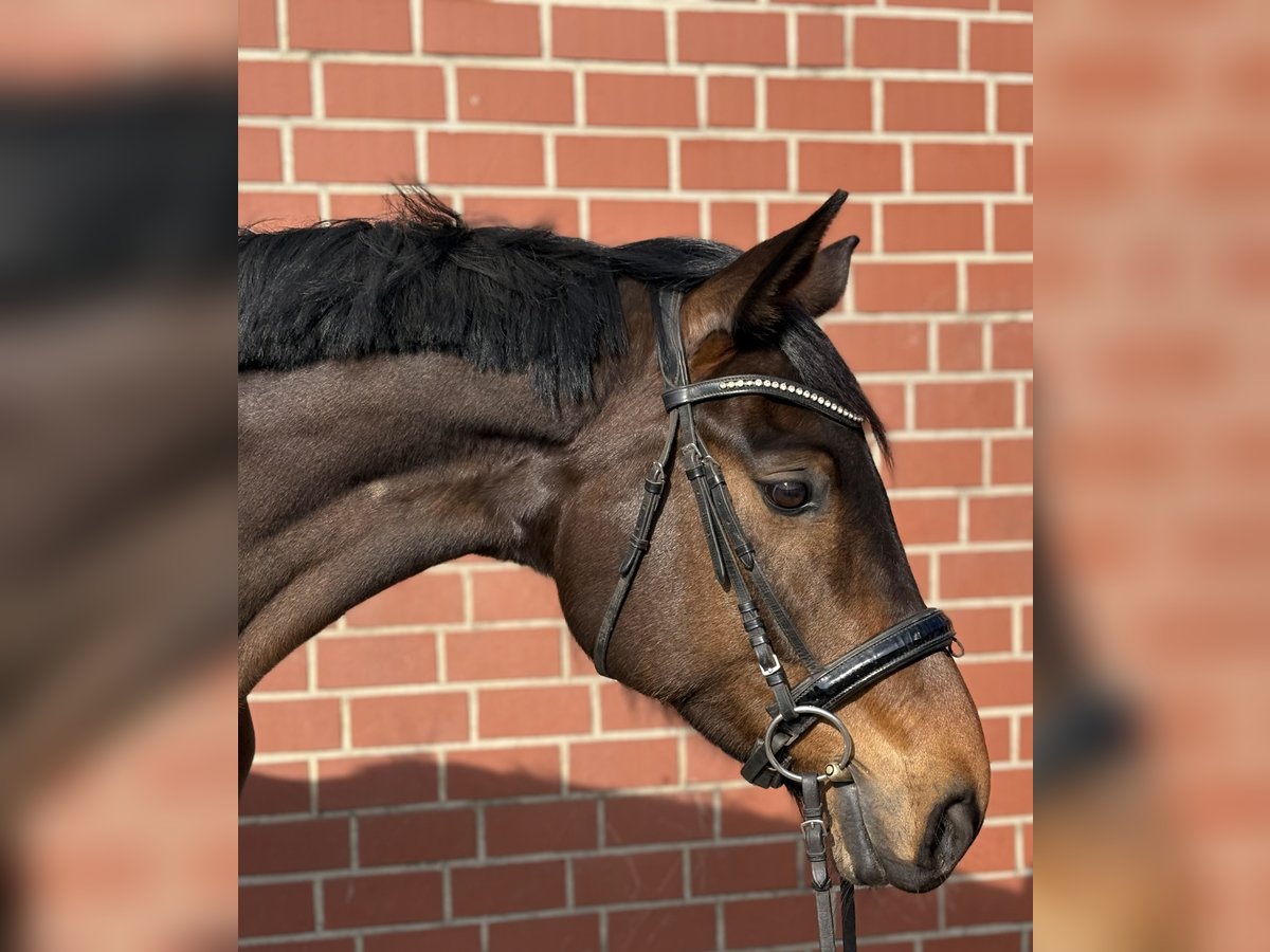 Hanovrien Jument 7 Ans 167 cm Bai in Radbruch