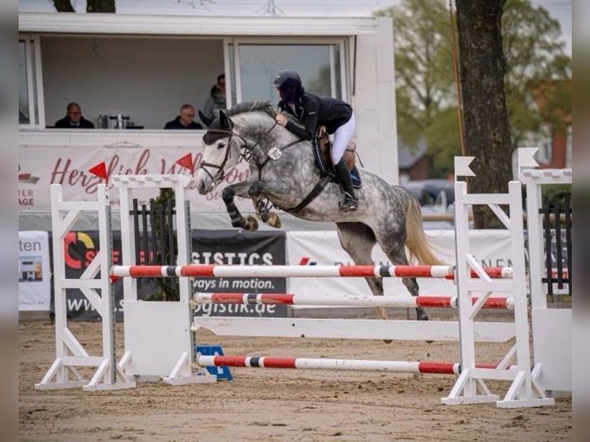 Hanovrien Jument 7 Ans 168 cm Gris pommelé in Wuppertal