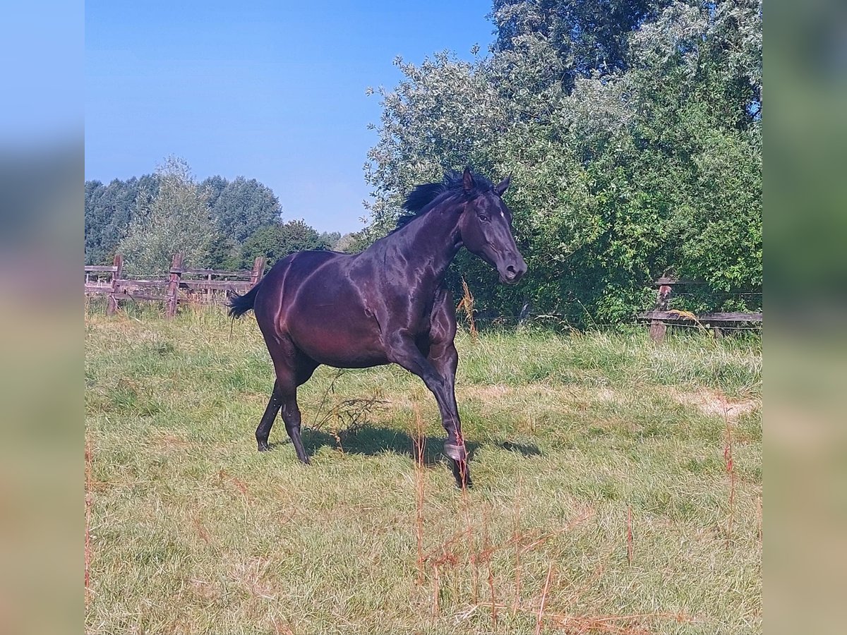 Hanovrien Jument 7 Ans 172 cm Noir in Noertzange