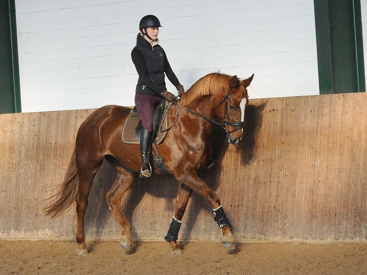 Hanovrien Jument 7 Ans 173 cm Alezan brûlé in Isernhagen