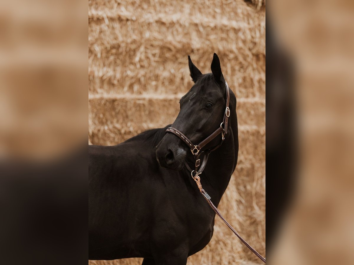 Hanovrien Jument 7 Ans 175 cm Noir in Heinsberg