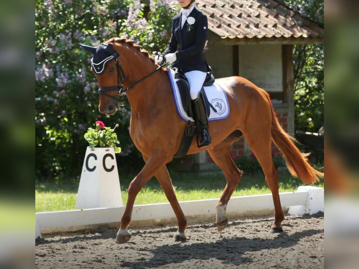 Hanovrien Jument 7 Ans Alezan in Emsdetten