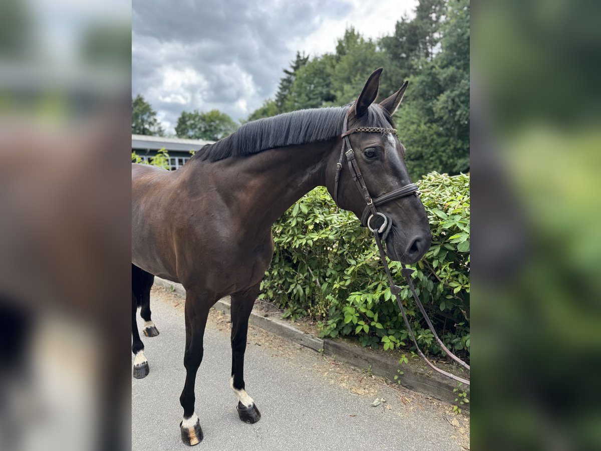Hanovrien Jument 7 Ans Bai brun foncé in Rosengarten