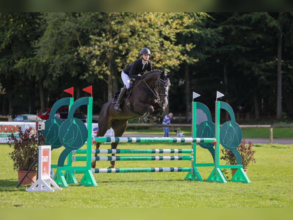 Hanovrien Jument 8 Ans 157 cm Bai brun foncé in Neum&#xFC;nster Tasdorf