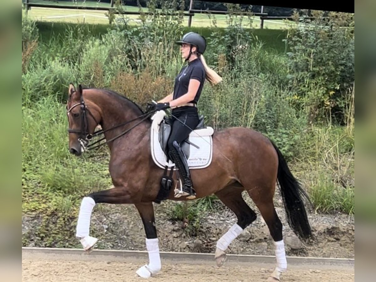 Hanovrien Jument 8 Ans 165 cm Bai in Heiligenberg