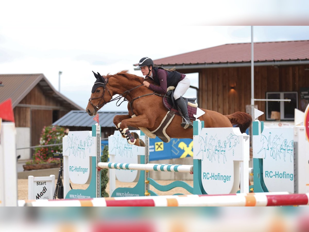 Hanovrien Jument 8 Ans 166 cm Alezan in Schlins