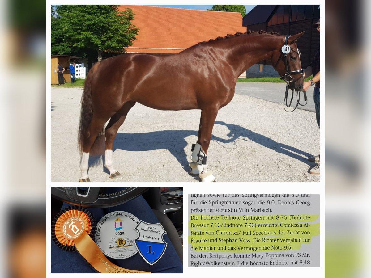 Hanovrien Jument 8 Ans 167 cm Alezan brûlé in Weißbach