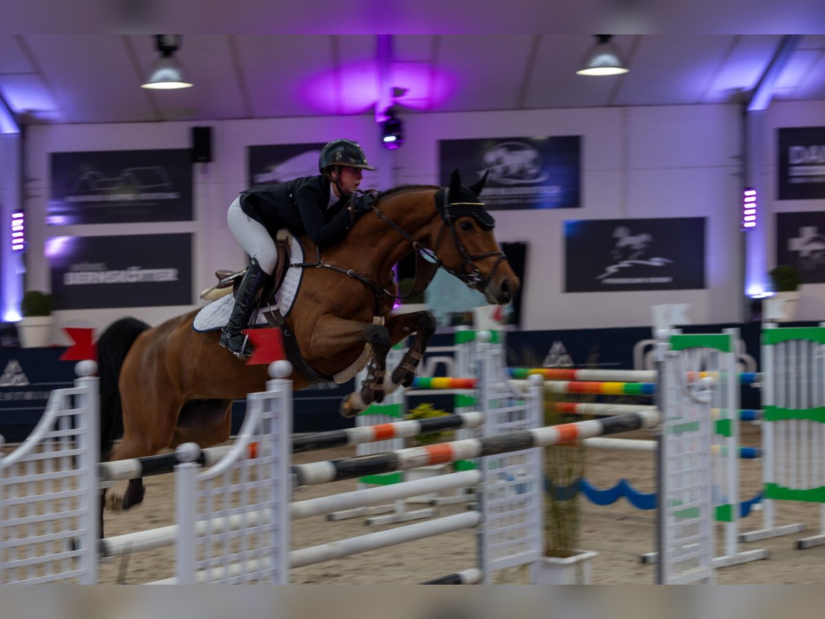 Hanovrien Jument 8 Ans 167 cm Bai brun in Elmshorn