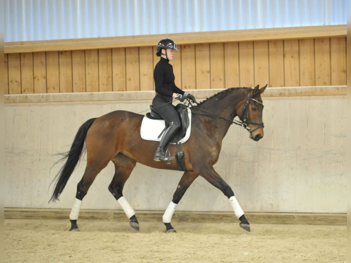 Hanovrien Jument 8 Ans 168 cm Bai in Wellheim