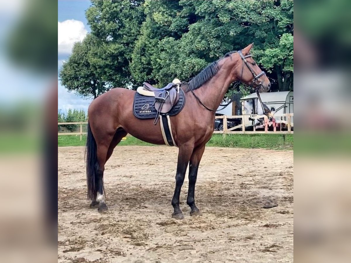 Hanovrien Jument 8 Ans 168 cm Bai in Flensburg