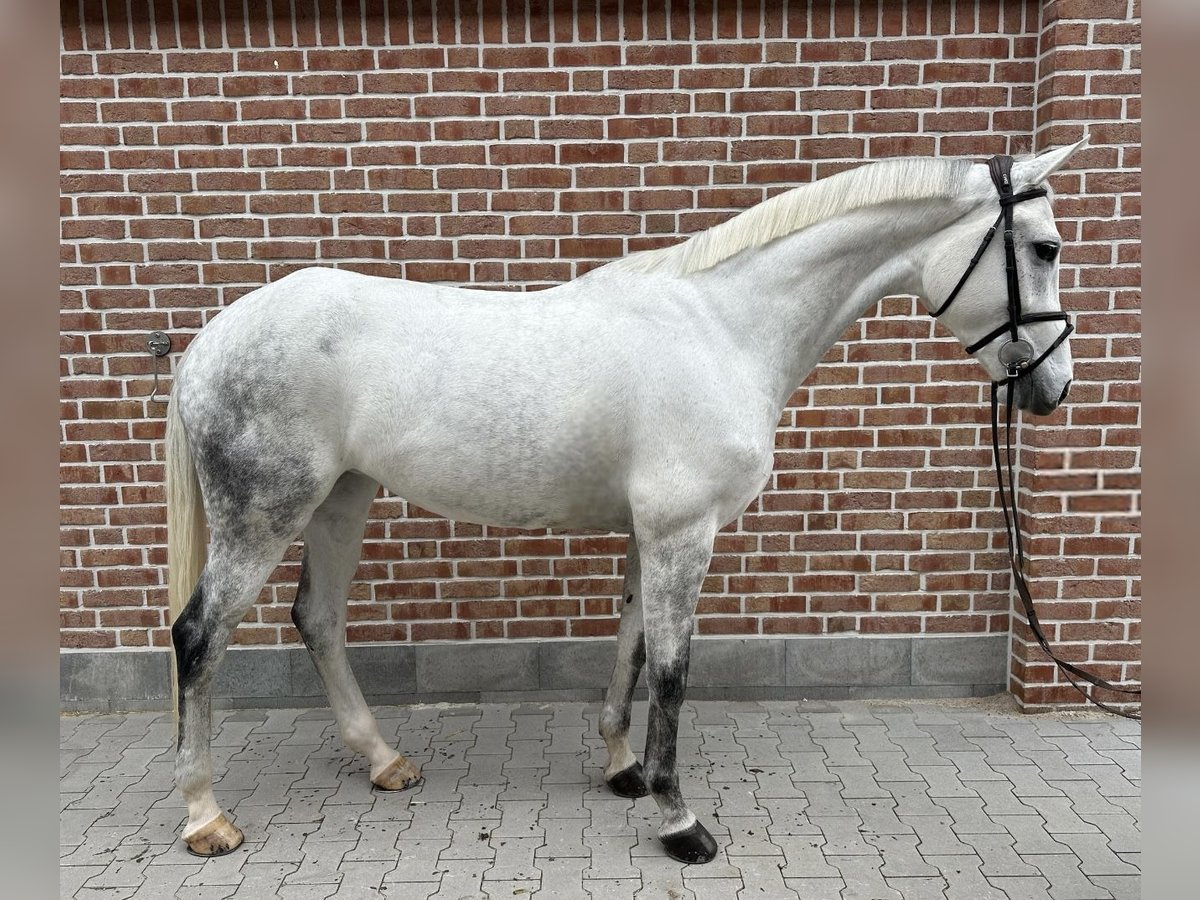 Hanovrien Jument 8 Ans 170 cm Gris in Walldorf