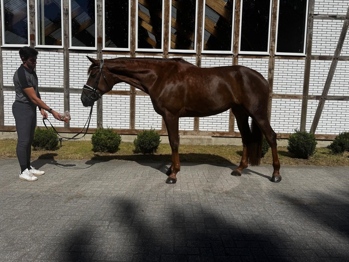 Hanovrien Jument 8 Ans 178 cm Alezan in GROTE-BROGEL