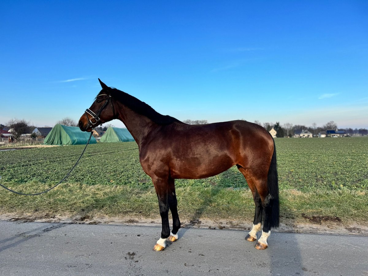 Hanovrien Jument 8 Ans Bai in Adelheidsdorf