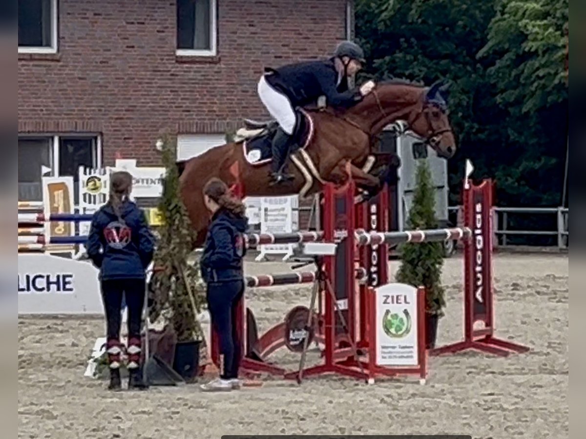 Hanovrien Jument 8 Ans Bai in Borstel