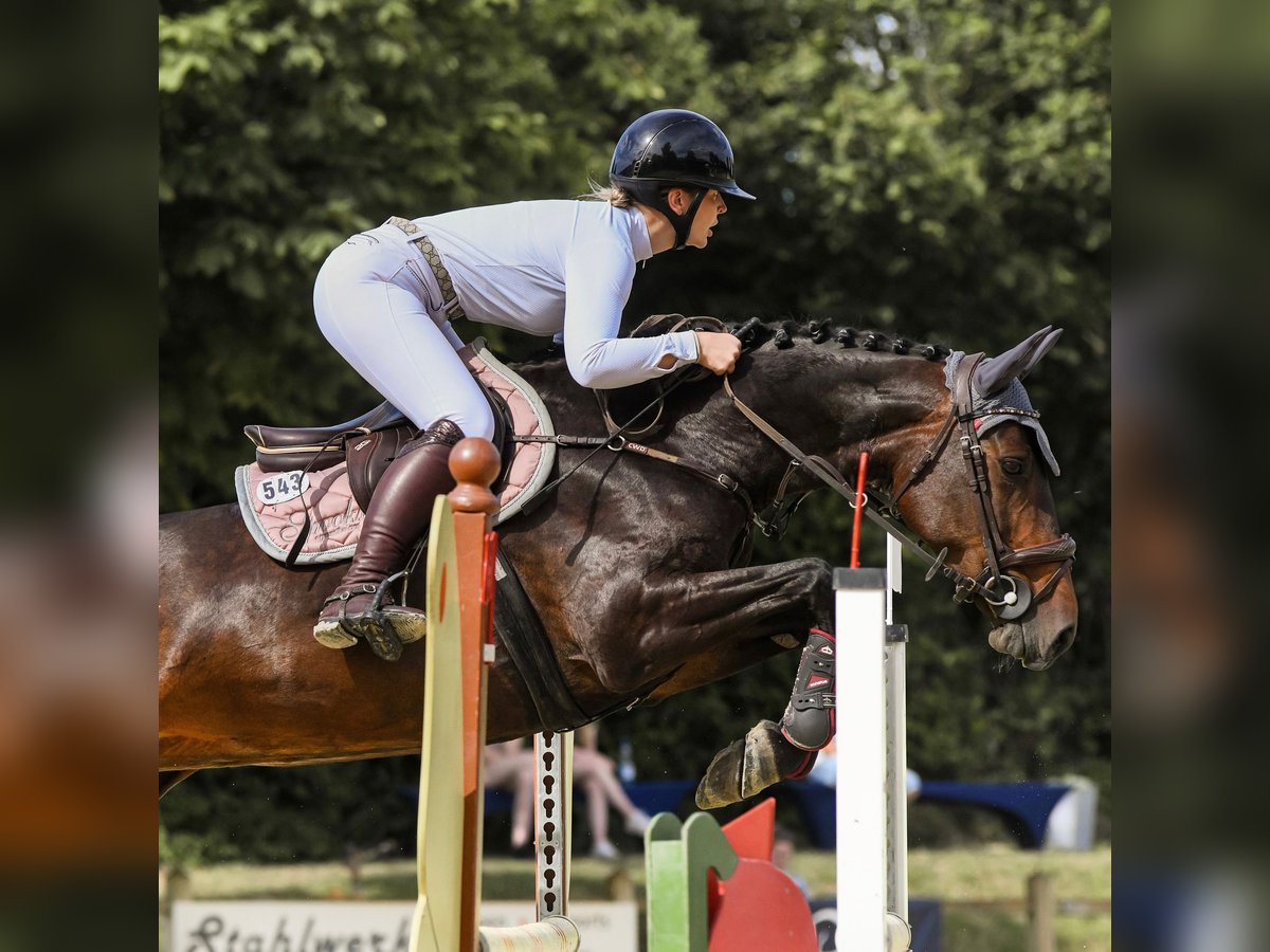 Hanovrien Jument 9 Ans 165 cm Bai in Frankfurt am Main